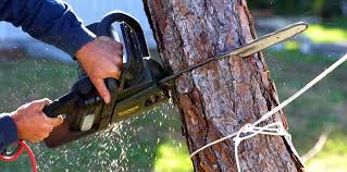 Reliable Richland, PA Tree Services Solutions