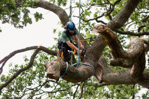 Best Root Management and Removal  in Richland, PA