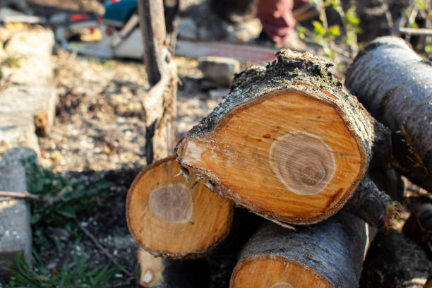 Best Storm Damage Tree Cleanup  in Richland, PA