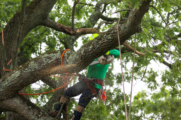 Best Fruit Tree Pruning  in Richland, PA