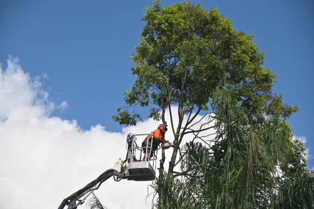 Best Tree Trimming and Pruning  in Richland, PA