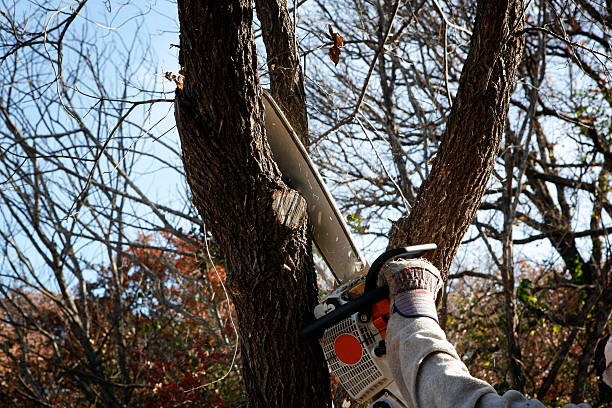 Best Tree Maintenance Programs  in Richland, PA