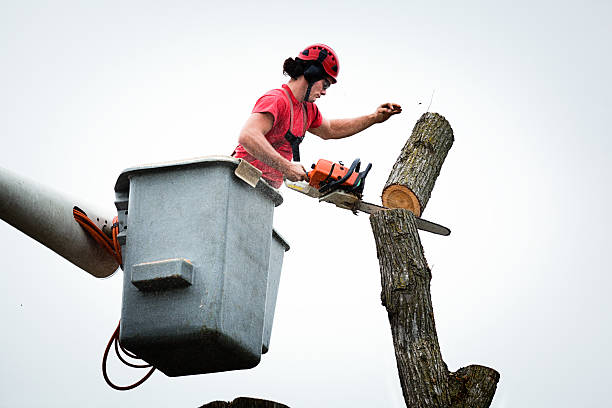 Best Emergency Tree Removal  in Richland, PA