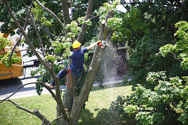 Best Firewood Processing and Delivery  in Richland, PA